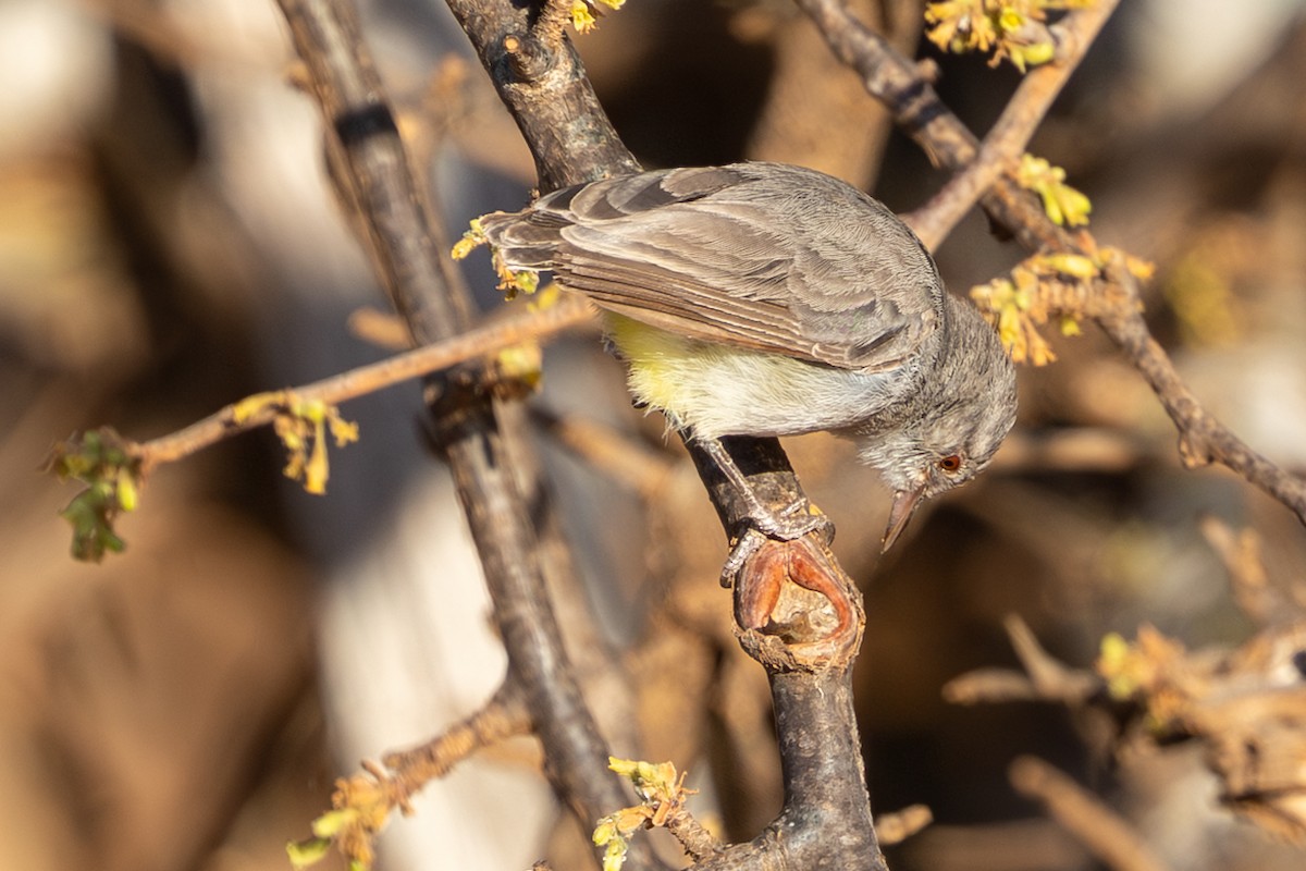 Érémomèle à croupion jaune - ML648144594