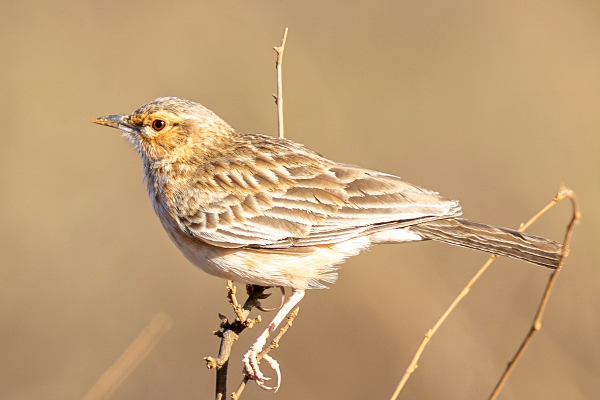 Alouette à poitrine rose - ML648144610