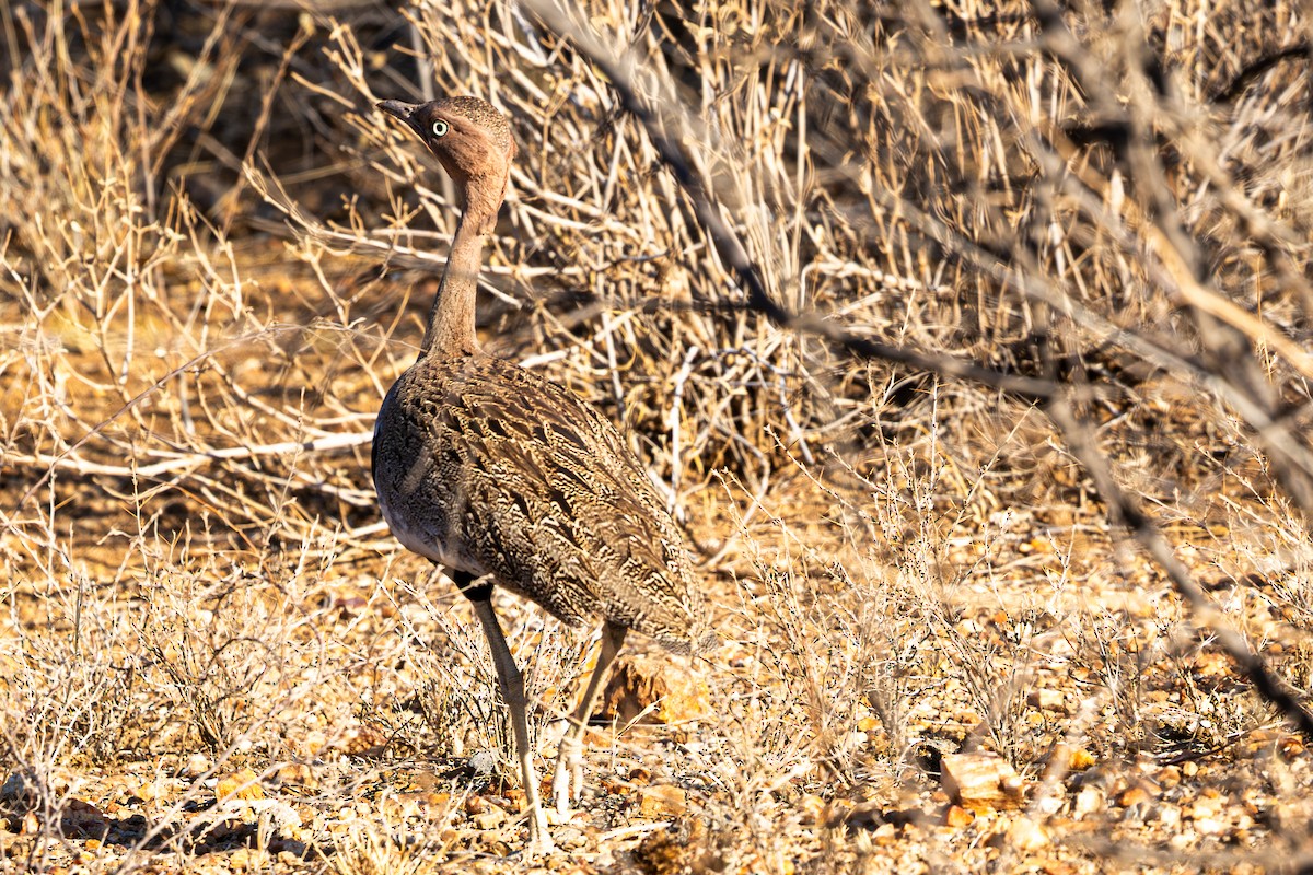 Outarde d'Oustalet - ML648144618