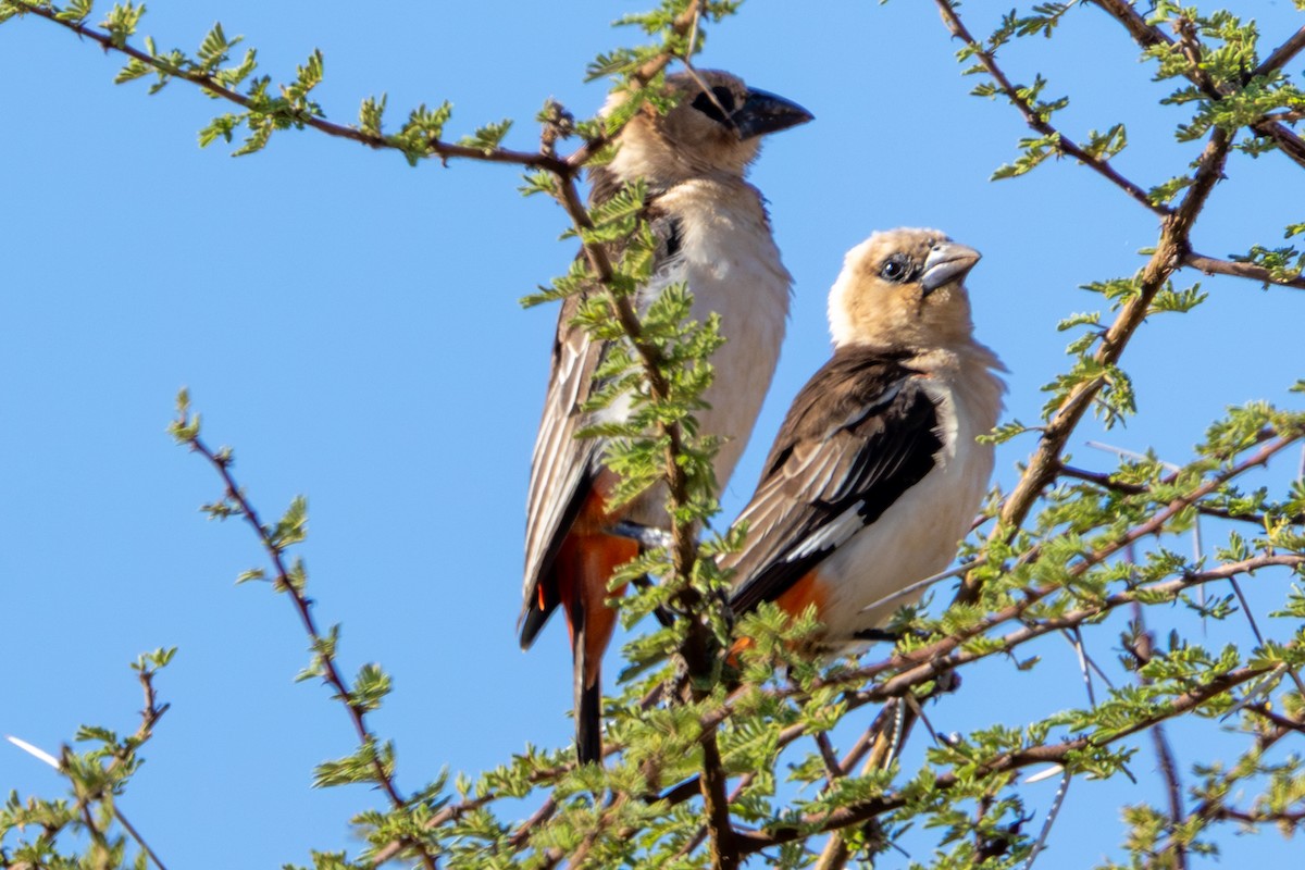 Alecto à tête blanche - ML648144640