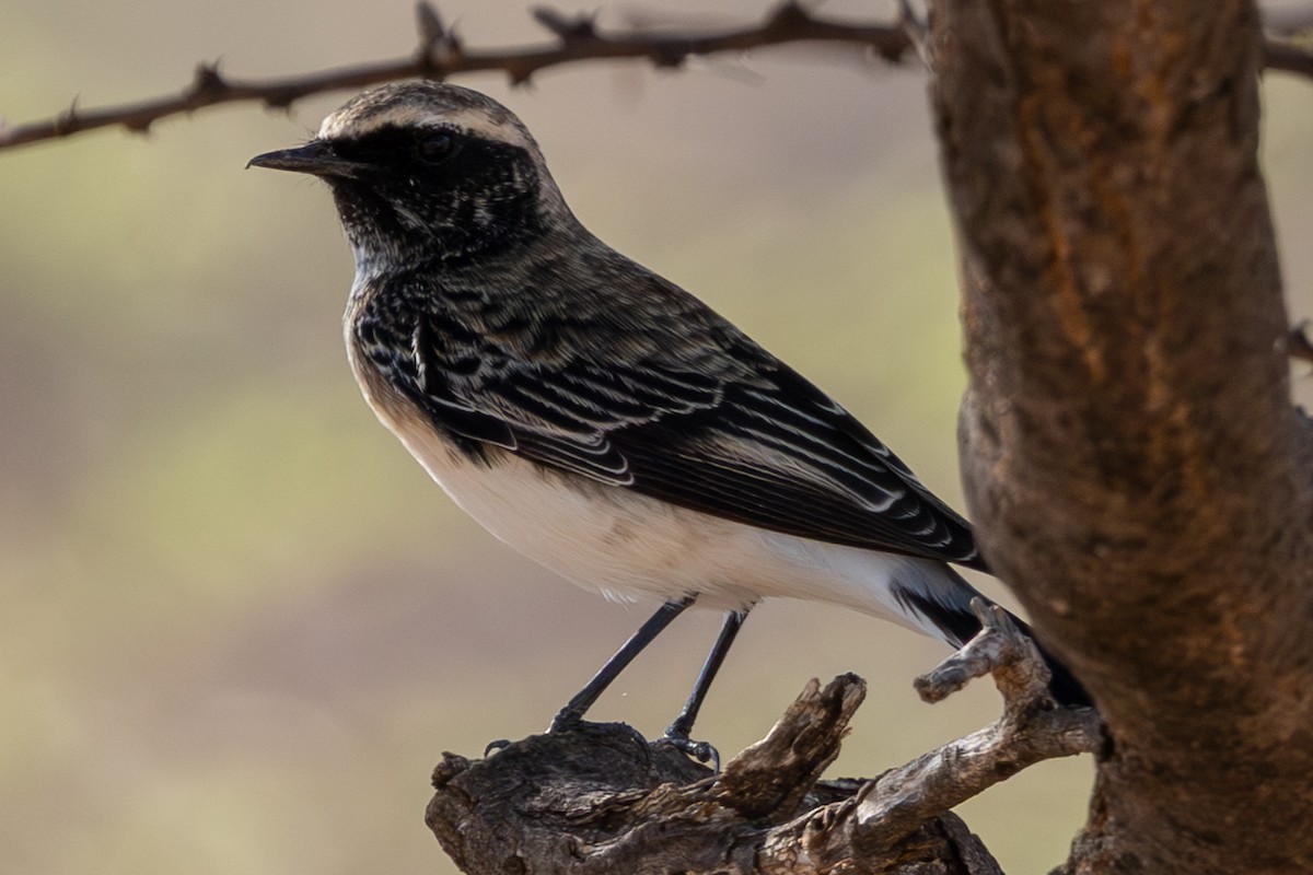 Traquet pie - ML648144646