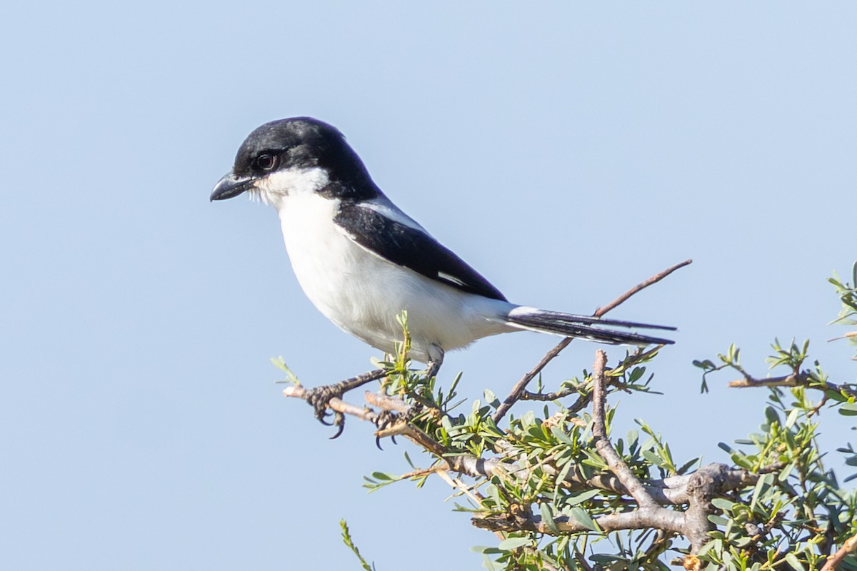 Pie-grièche du Taita - ML648144652