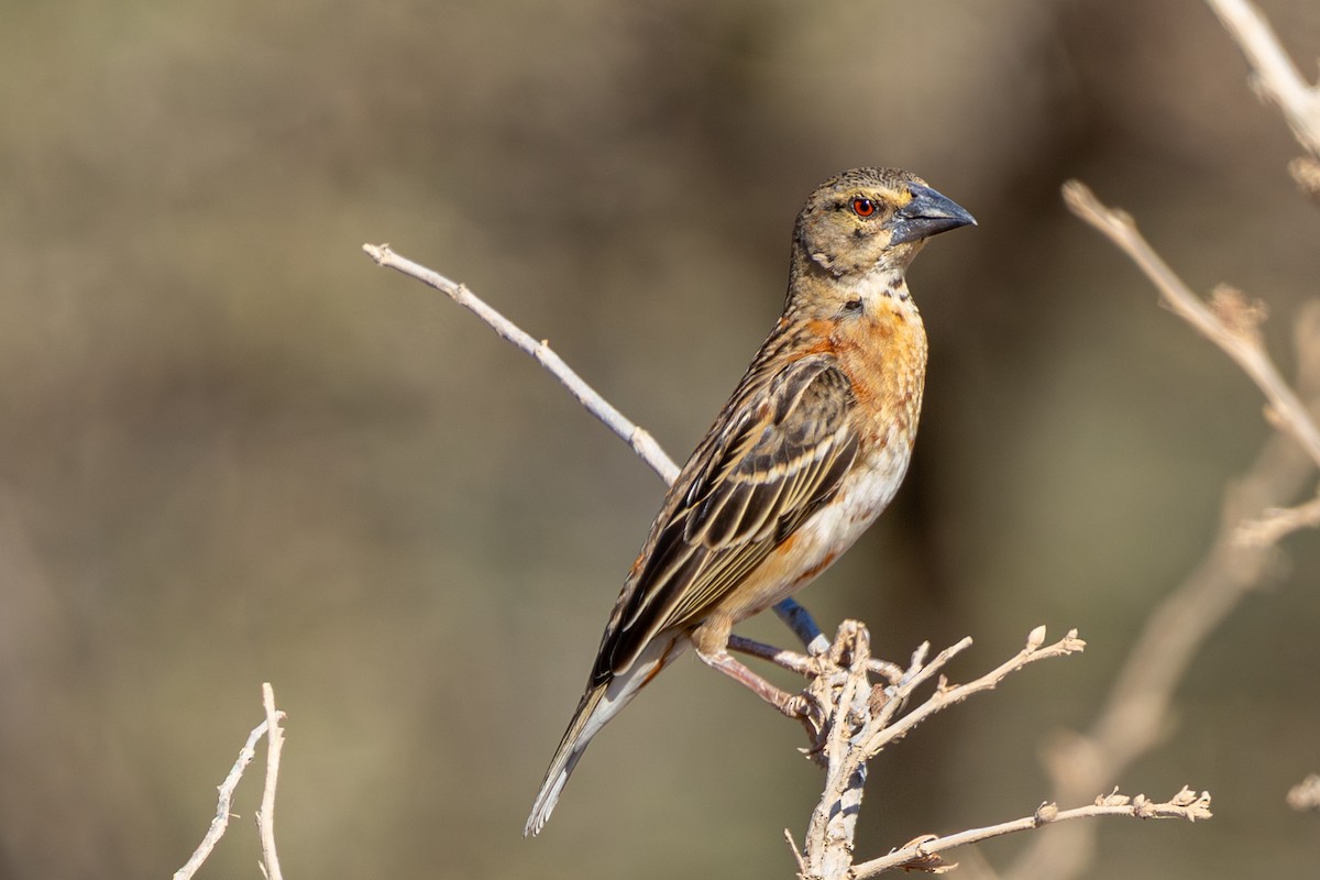 Tisserin roux - ML648144684