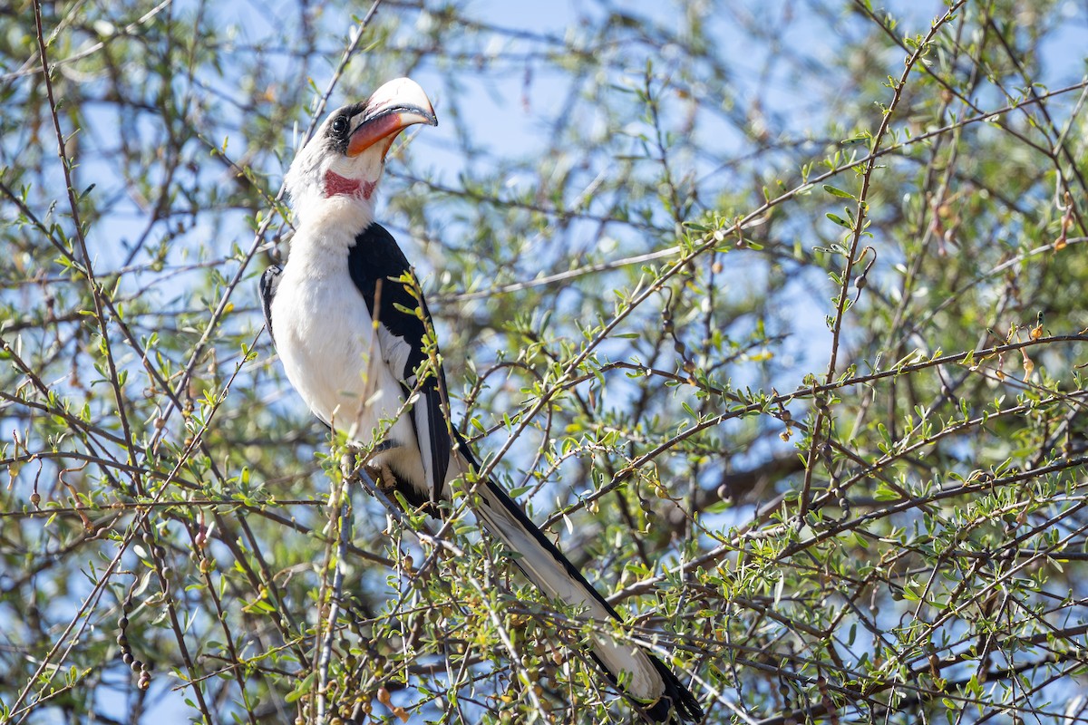 Calao de der Decken - ML648144692