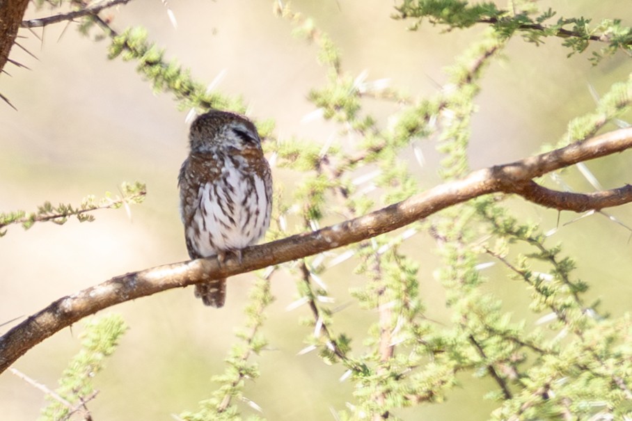 Chevêchette perlée - ML648144705