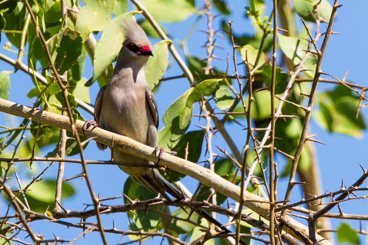 Coliou huppé - ML648144718