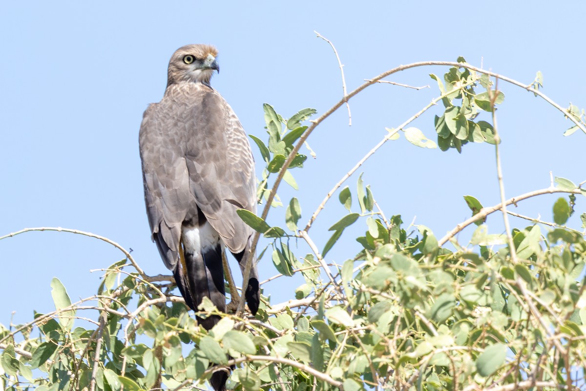 Autour à ailes grises - ML648144734
