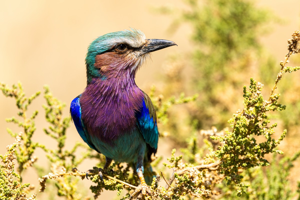 Rollier à longs brins - ML648144752