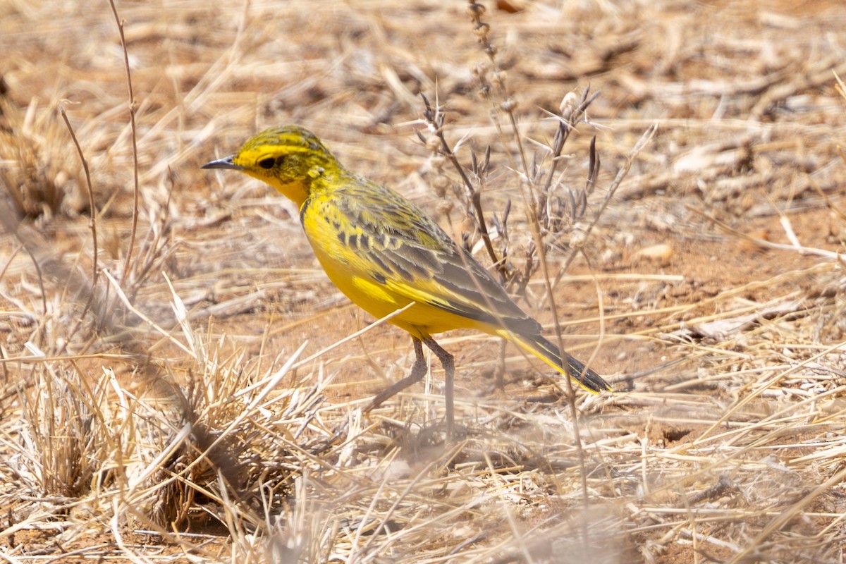 Pipit doré - ML648144767