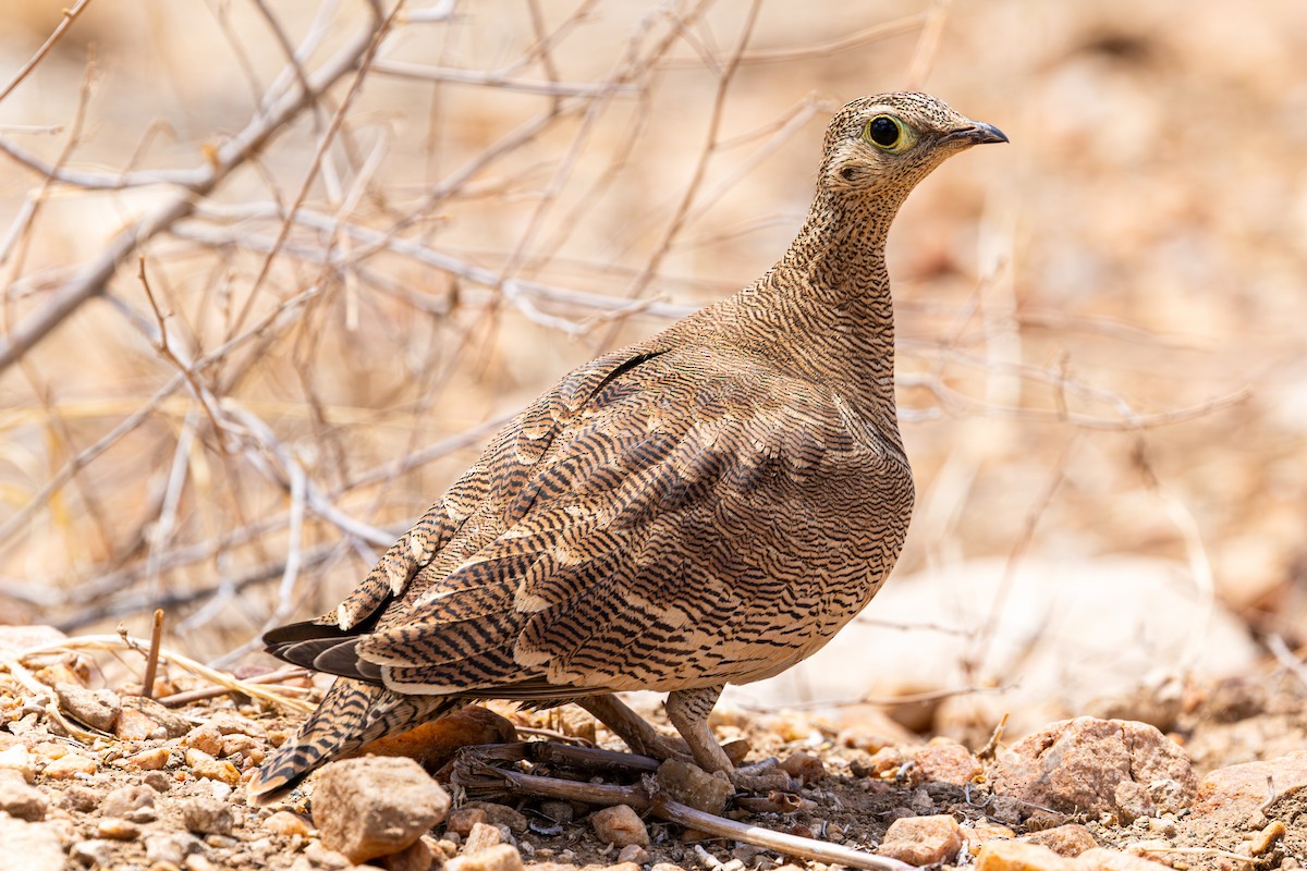 Ganga de Lichtenstein - ML648144798