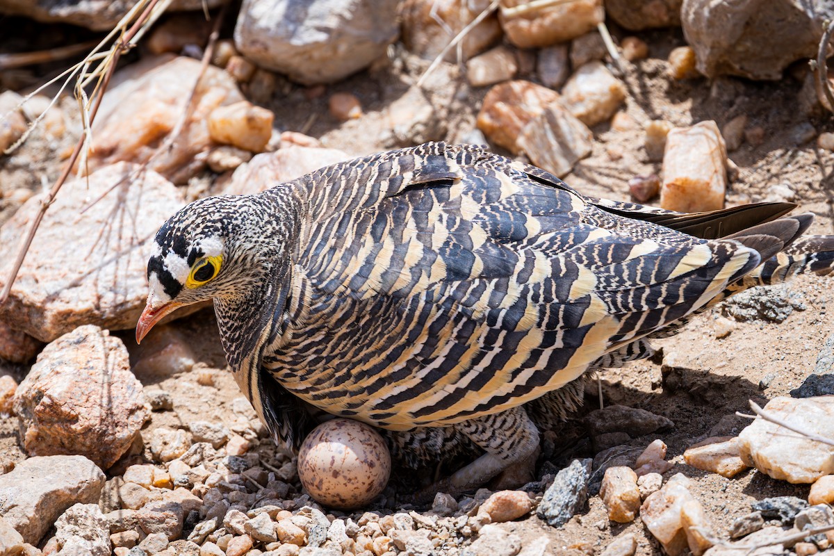 Ganga de Lichtenstein - ML648144799