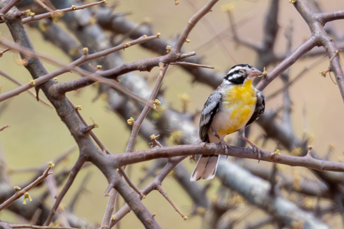 Bruant de Somalie - ML648144809