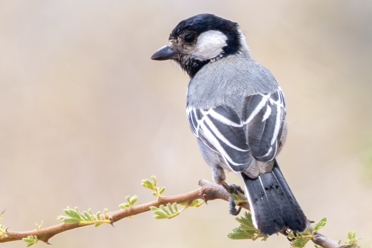 Mésange somalienne - ML648144824