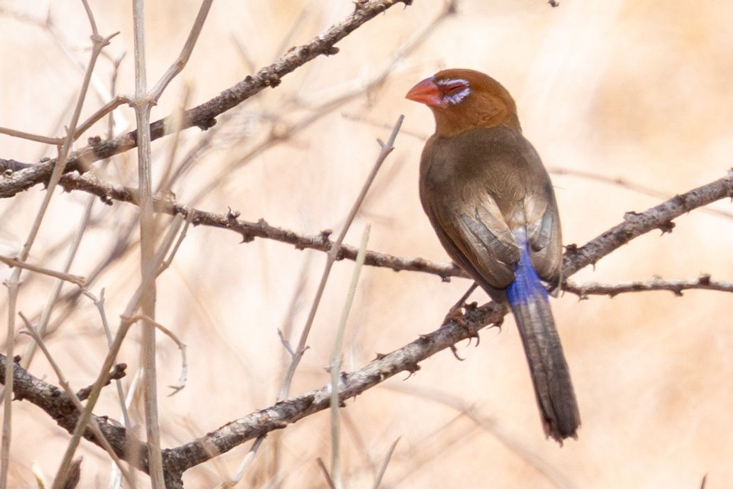 Cordonbleu violacé - ML648144840