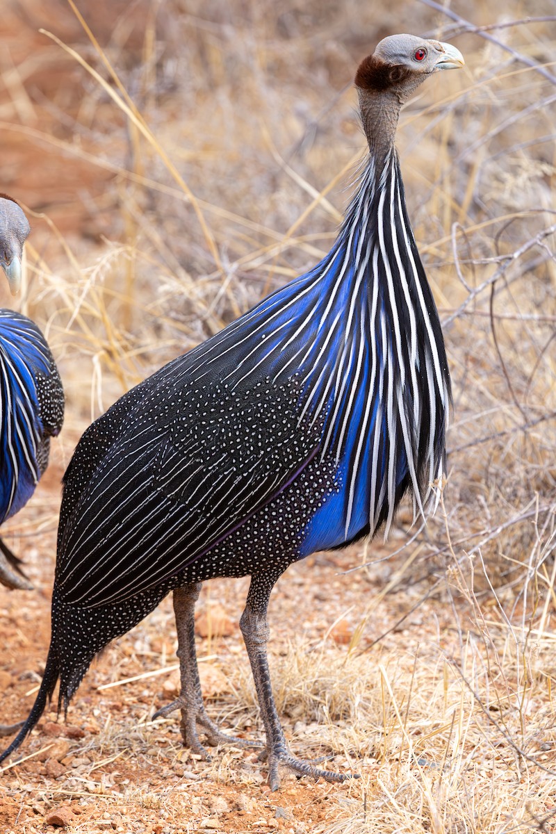 Pintade vulturine - ML648144857