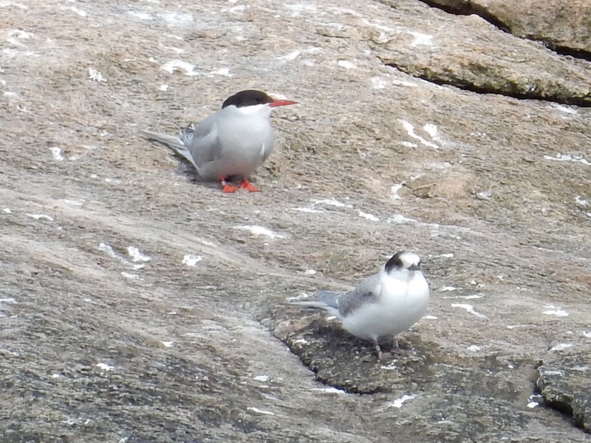 Arctic Tern - ML64814571