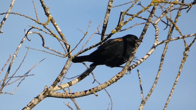 Red-winged Blackbird - ML648145846