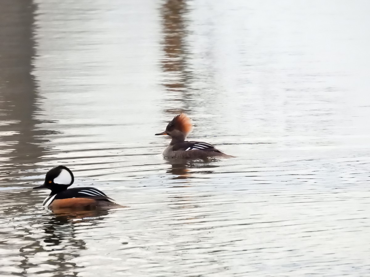 eBird Checklist - 3 Jan 2026 - Stumpy Lake Natural Area - 37 species