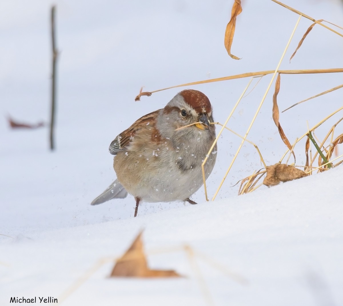 American Tree Sparrow - ML648146813