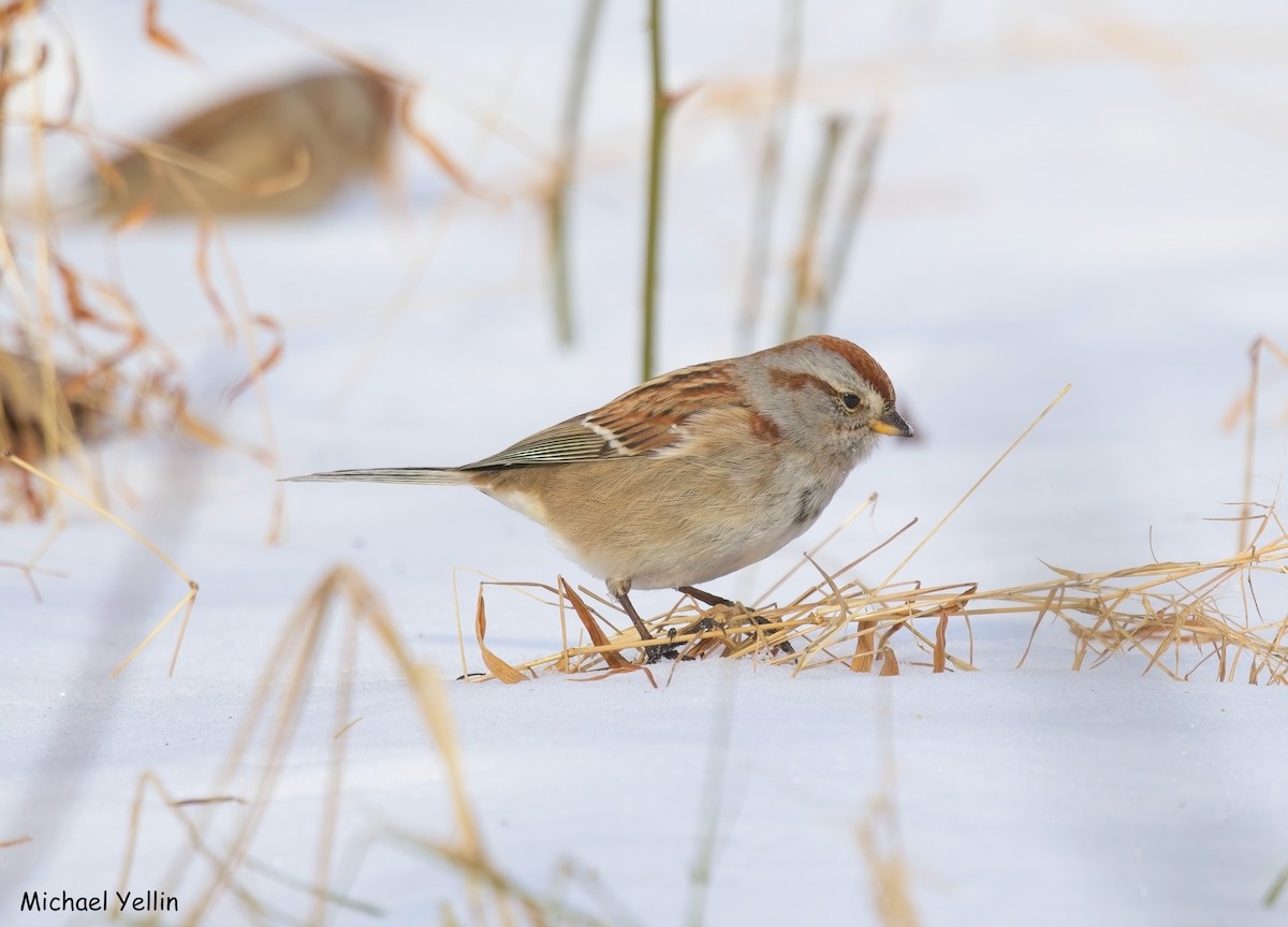 American Tree Sparrow - ML648146845