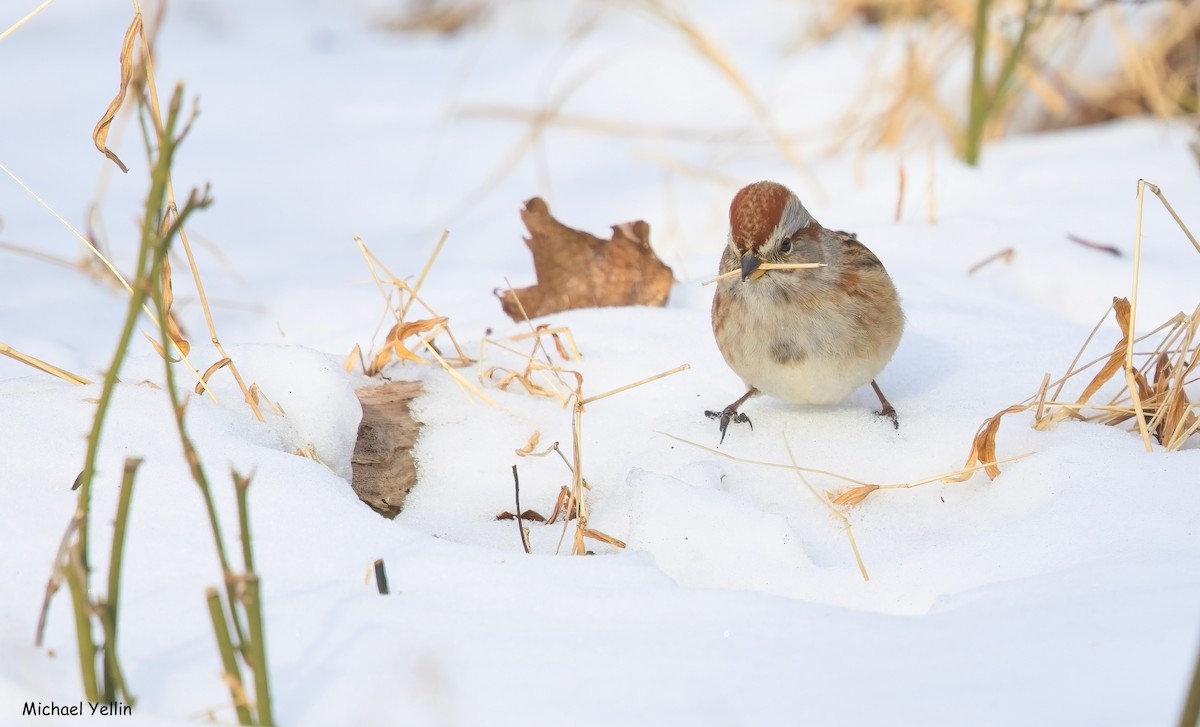 American Tree Sparrow - ML648146867