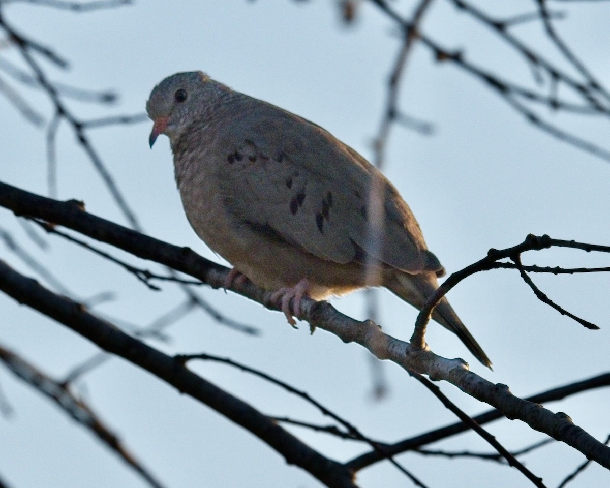 Serçe Kumrusu - ML648148603