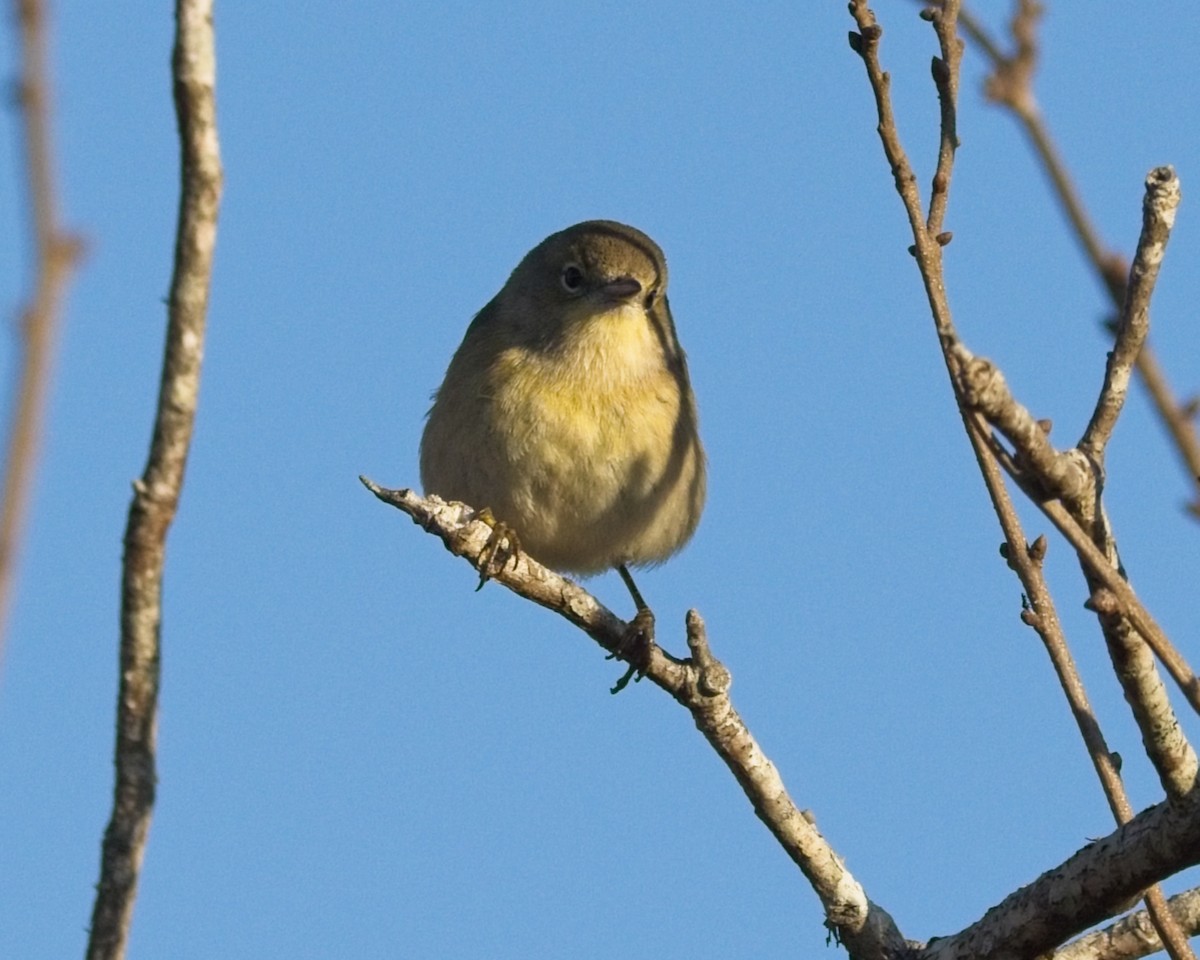 Çam Ötleğeni - ML648148729