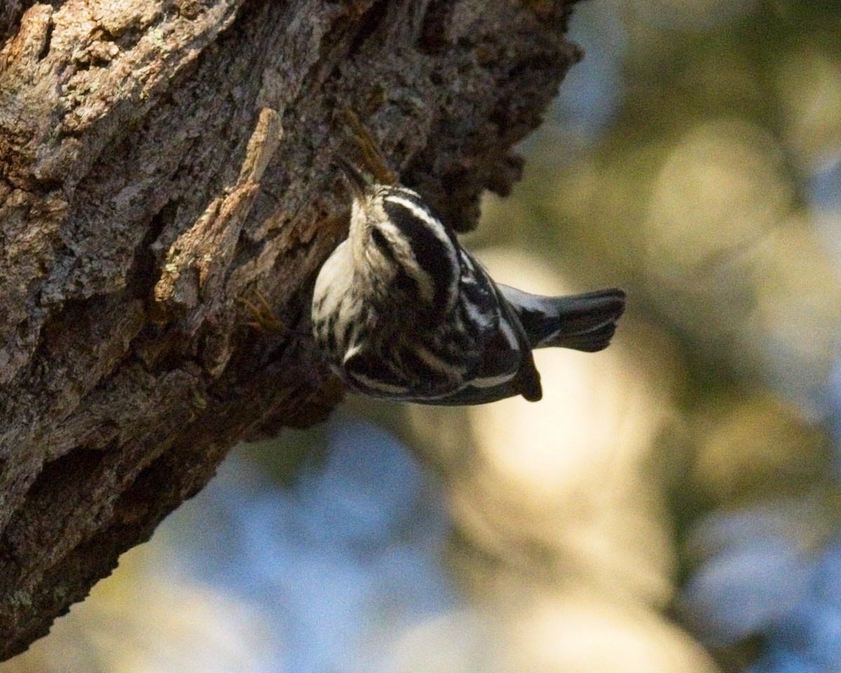 Tırmaşık Ötleğeni - ML648148794