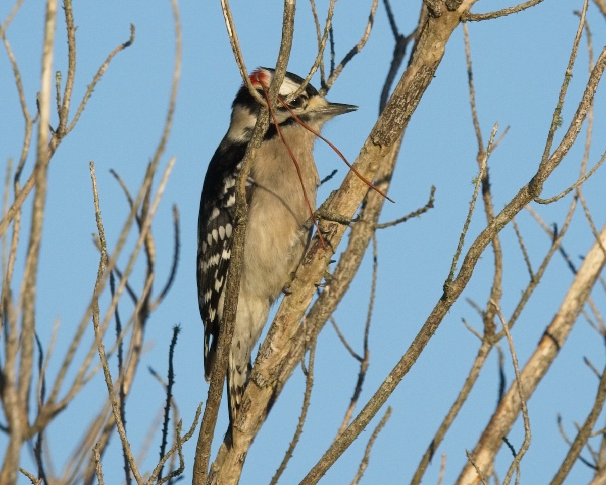 Yumuşak Tüylü Ağaçkakan (pubescens/medianus) - ML648148834