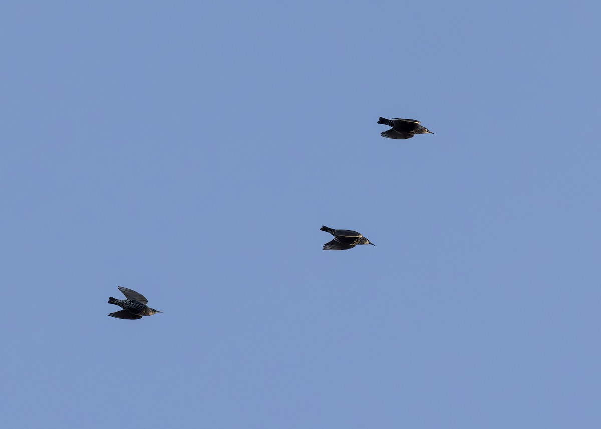 Estornino Pinto - ML648149129