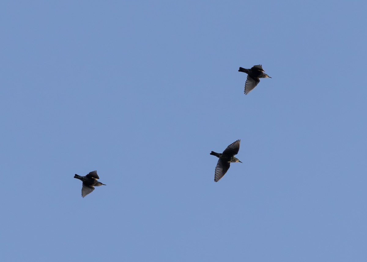 Estornino Pinto - ML648149130