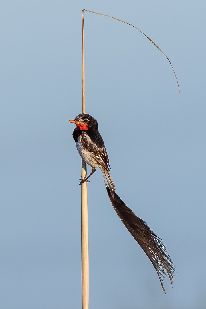 Strange-tailed Tyrant - ML648149514