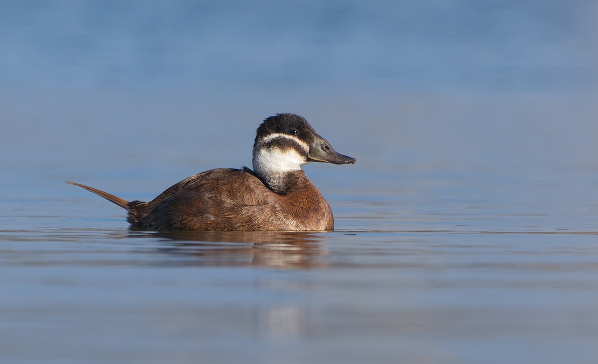 White-headed Duck - shahar yogev