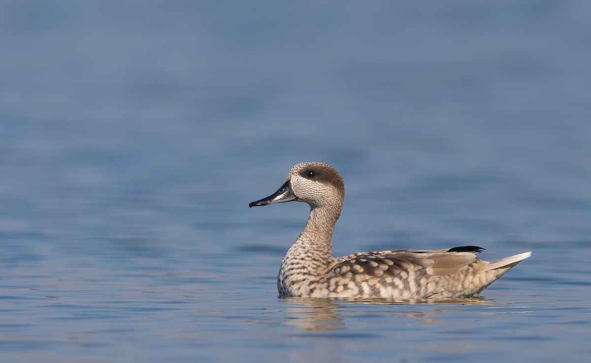 Marmaronette marbrée - ML648149776