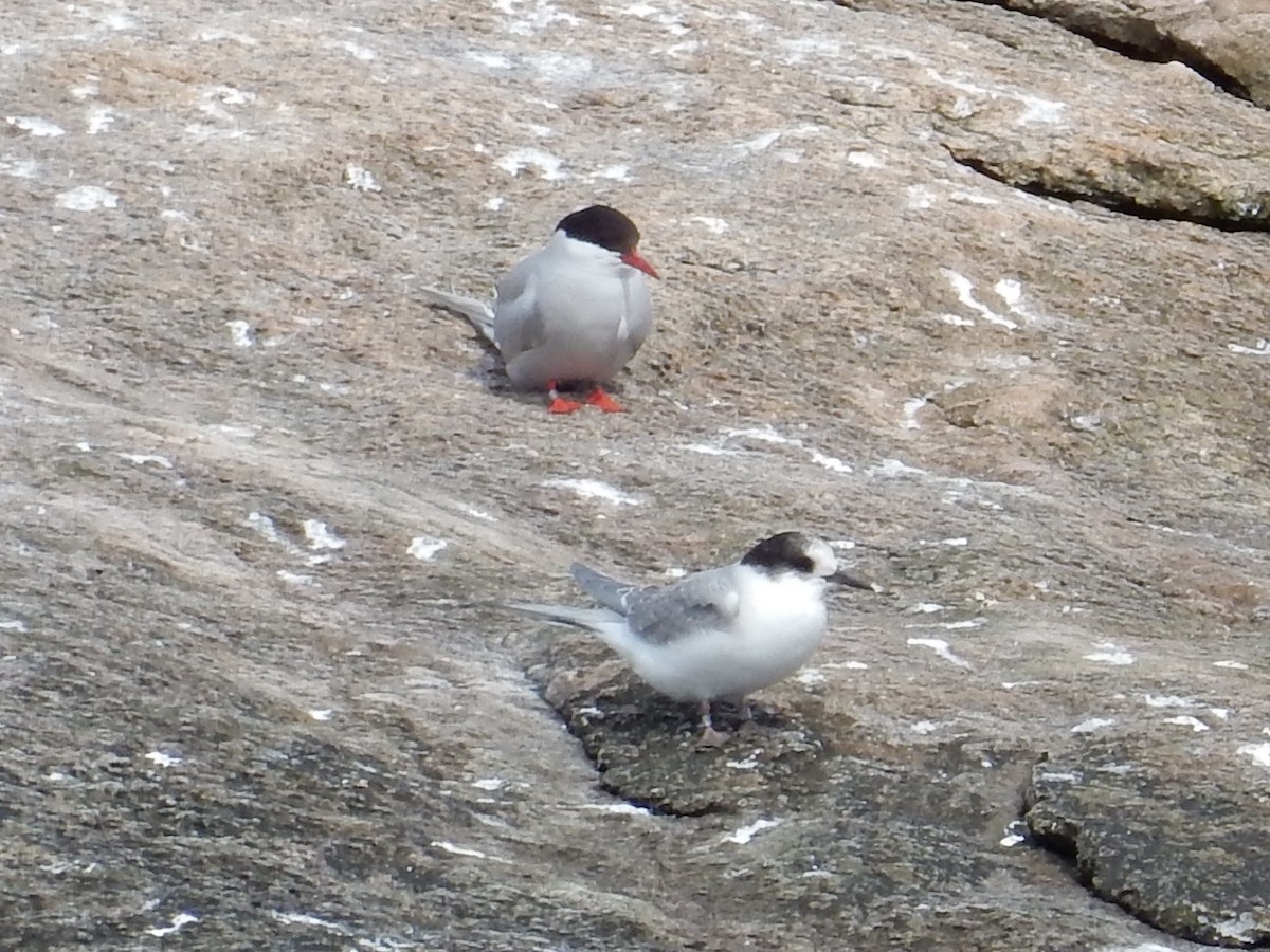 Arctic Tern - Peter Paul