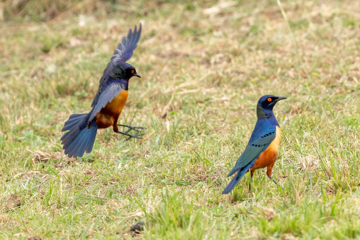 Hildebrandt's Starling - ML648150574