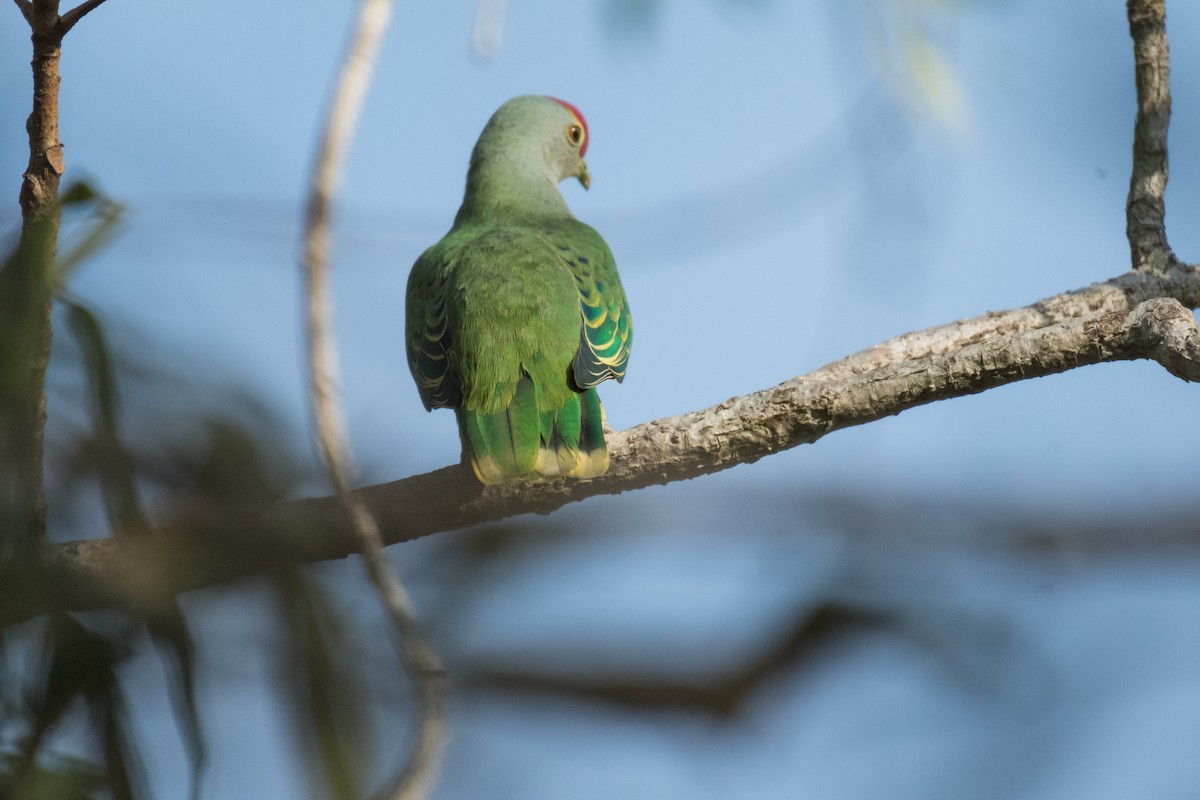 Rose-crowned Fruit-Dove - ML64815071