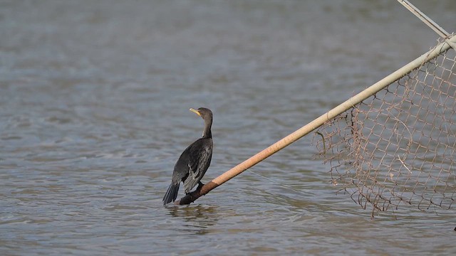 Cormoran à aigrettes - ML648151209