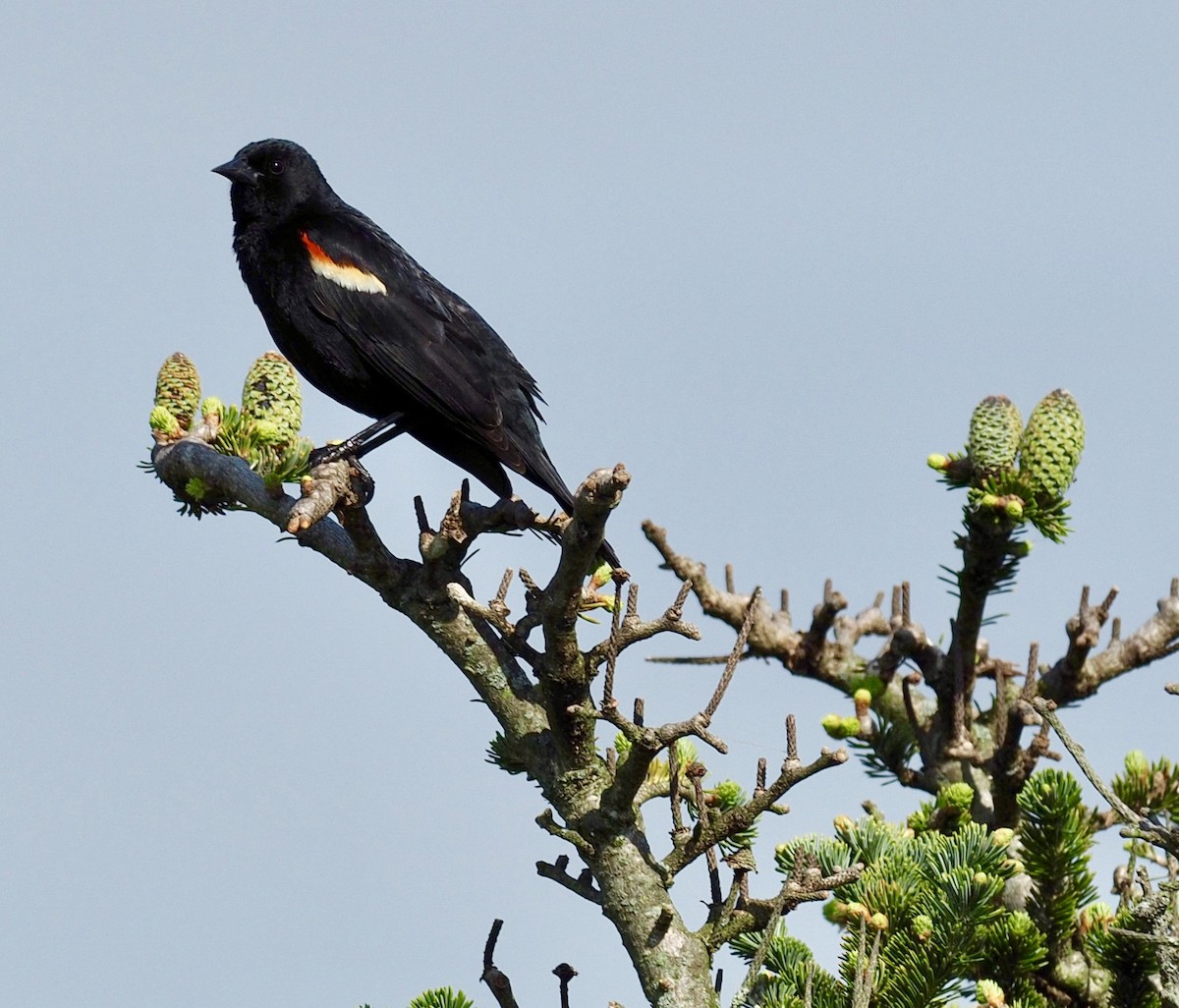 Red-winged Blackbird - John Higgins