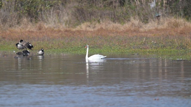Cigno reale - ML648151252