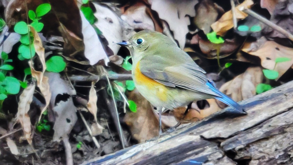 Red-flanked Bluetail - ML648151366
