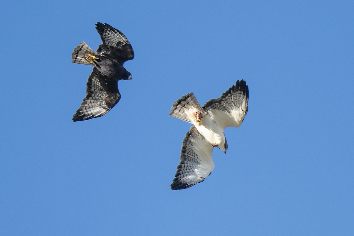 Short-tailed Hawk - ML648151599