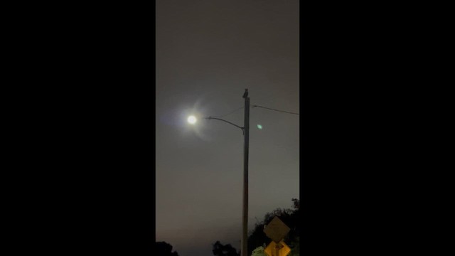 Great Horned Owl - ML648151956