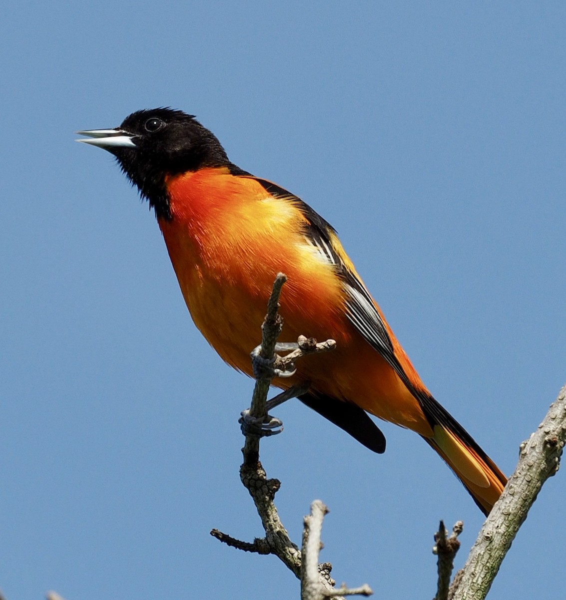 Baltimore Oriole - ML64815431