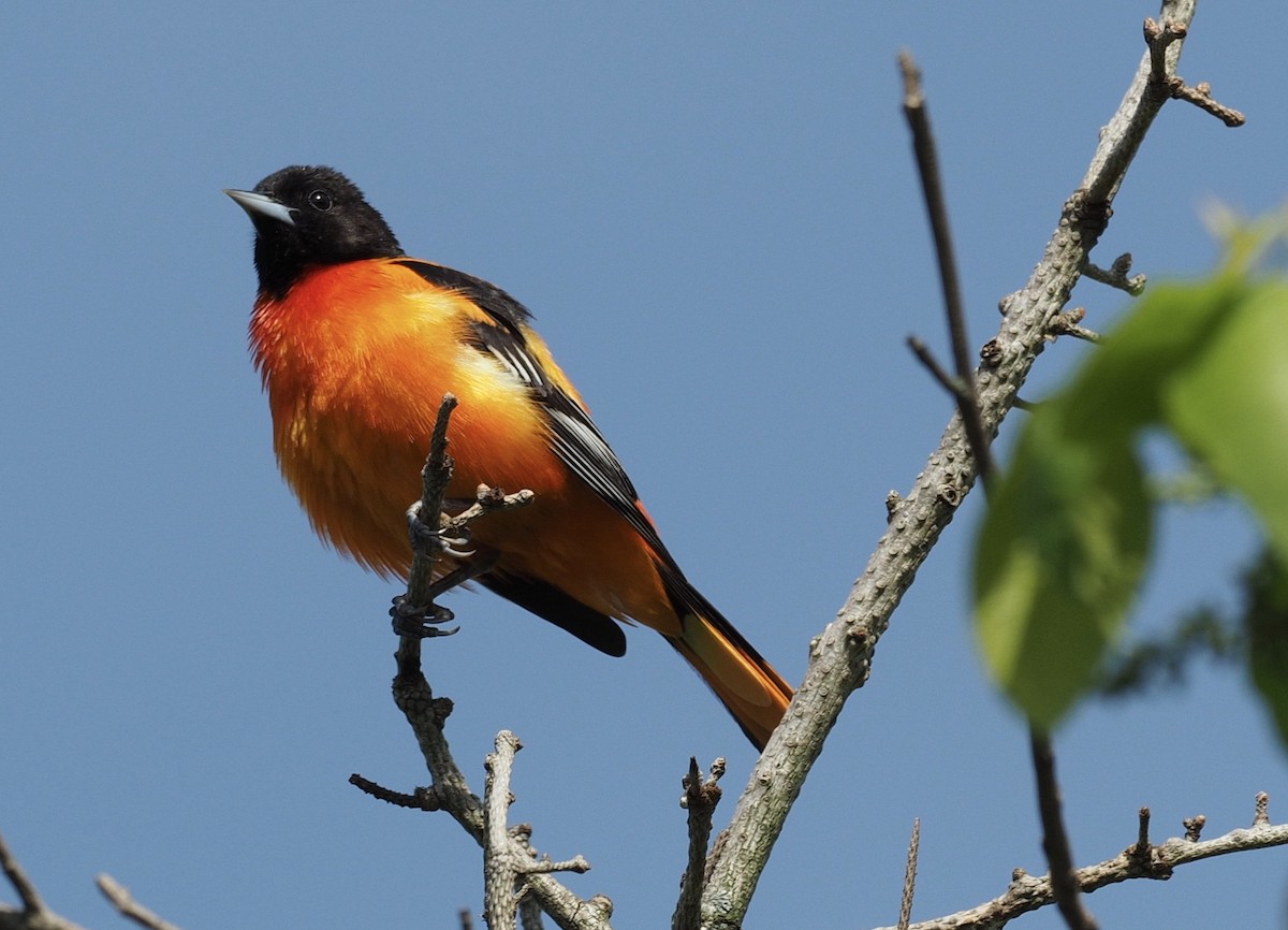 Baltimore Oriole - ML64815451