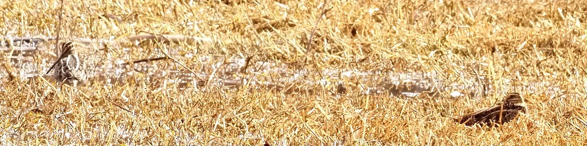 Agachadiza de Wilson - ML648154519