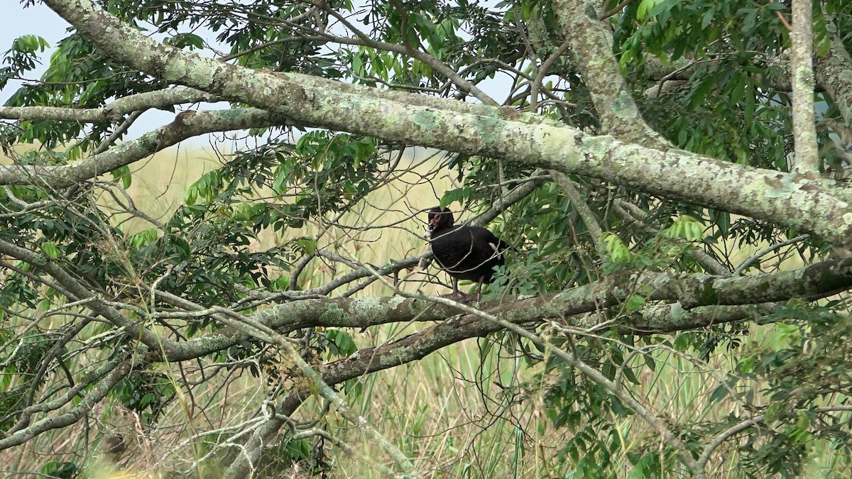 eBird Checklist - 22 Dec 2025 - Reserva Natural Don Luis - 81 species