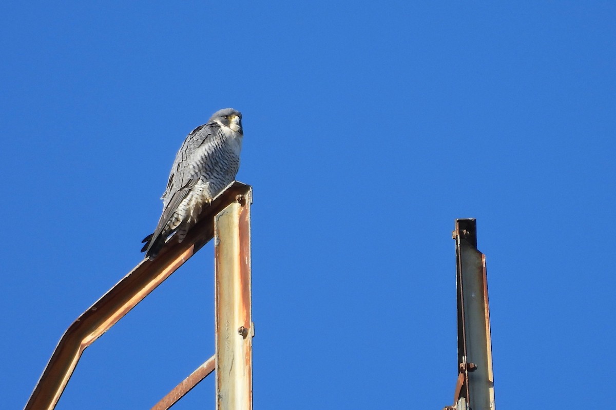 sokol stěhovavý - ML648155598