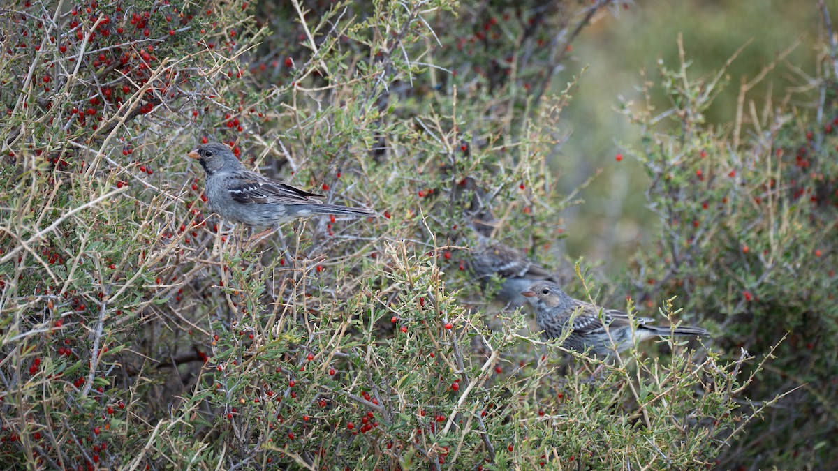 ムナグロヤマシトド - ML648155609