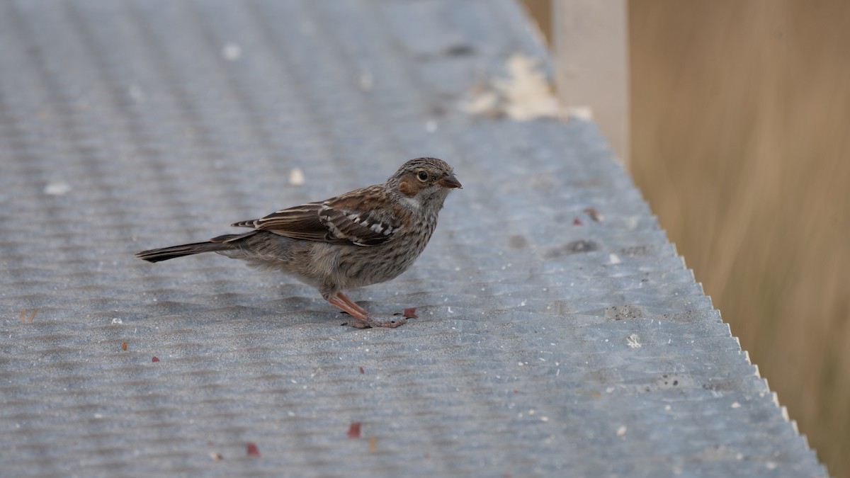 ムナグロヤマシトド - ML648155806